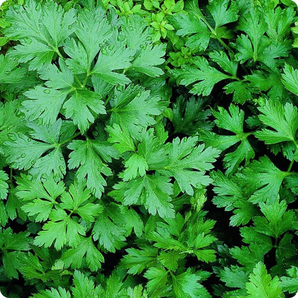 Parsley Giant Of Italy